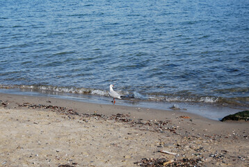 A Black Sea Gull strolls along the water's edge.
A seagull is strolling along the surf line in Odessa.