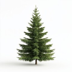 Fototapeta premium Realistic green pine tree isolated on white background.