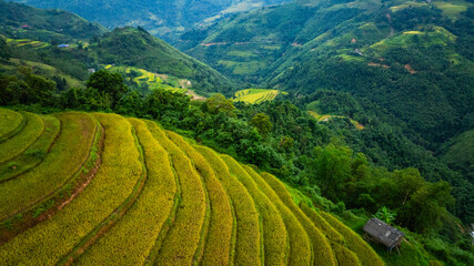 An aerial view of vibrant golden rice terraces curving across the hills, with small traditional huts nestled in between, showcasing the harmony between agriculture and nature in a lush landscape.