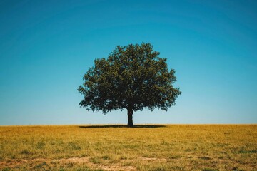 Obraz premium A Single Tree Standing Alone in a Field of Grass