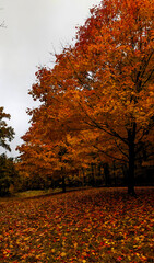 Path in the forest at peak autumn foliage, orange, red and yellow trees in nature fall season, walk in forest