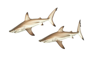 Obraz premium Stunning Hammerhead Sharks Isolated on a transparent Background Perfect for Educational and Creative Projects