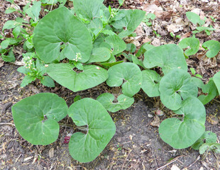 Asarum canadense (Canadian Wild Ginger) Native North American Woodland Wildflower 