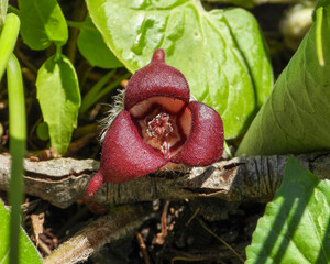Asarum canadense (Canadian Wild Ginger) Native North American Woodland Wildflower 