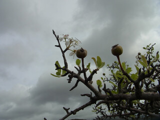 Fiore