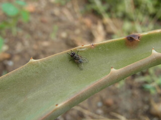 Mosca