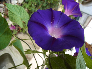 Fiore