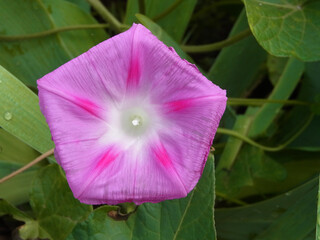 Fiore