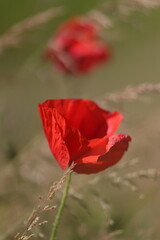 polne kwiaty, lato, łąka, natura © Monika