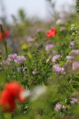 polne kwiaty, lato, łąka, natura © Monika