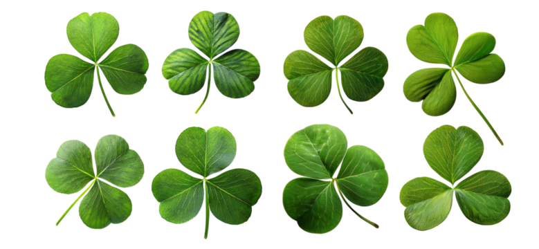 Different clover leaves isolated on transparent background - Powered by Adobe