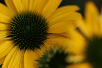 kwiaty, natura, ogr&oacute;d, lato