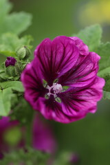 kwiaty, natura, ogr&oacute;d, lato