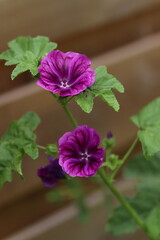 kwiaty, natura, ogr&oacute;d, lato