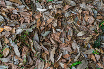 Natural background of fallen leaves that colors autumn