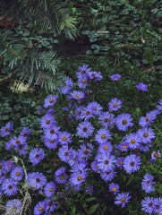 Aster cordifolius, Silver Spray, Michaelmas daisies, Symphyotrichum cordifolium blooming clue purple colorful flowers close up, floral botanical dark mysterious fantasy dreamy mood backdrop backgroud