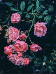Pink gentle little small bloming roses on green bush as floral botanical dark dreamy mysterious spring vintage fantasy like background backdrop wallpaper