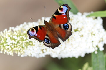motyl © Monika