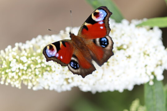 motyl