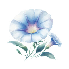 Morning Glory flower vector watercolor

