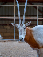 Scimitar Oryx in Natural Habitat
