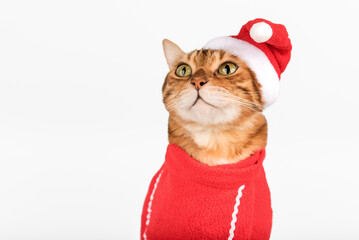 Beautiful Bengal cat in Santa costume.