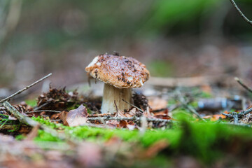 Autumn in the forest with mushrooms and colorful leaves