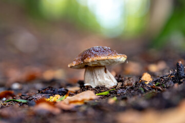 Autumn in the forest with mushrooms and colorful leaves
