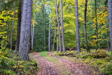 Autumn in the forest with mushrooms and colorful leaves