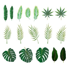 Green palm leaves on a white background. Vector set of curved branches. Leaves of various tropical trees, bending twigs. Vector illustration.