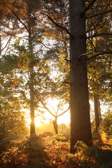autumn in the forest with the sun lighting the red ferns