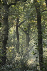Fototapeta premium Autumn trees in a dense forest 