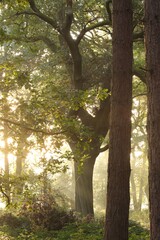 First light into a wooded glade