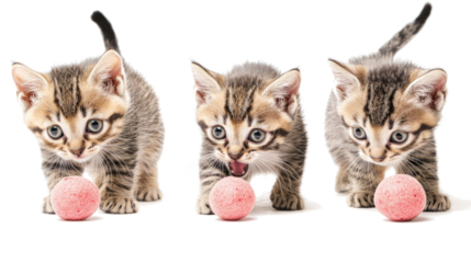 Cats Engaging in Playful Hunting Behavior With a Pink Ball Generative AI