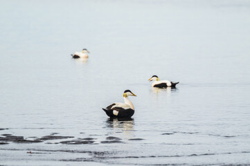 wild life inside the Vatnsnes Peninsula, Iceland