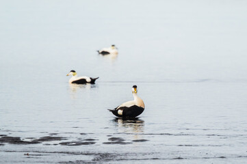 wild life inside the Vatnsnes Peninsula, Iceland