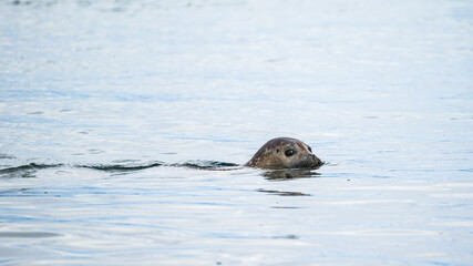 Fototapeta premium wild life inside the Vatnsnes Peninsula, Iceland