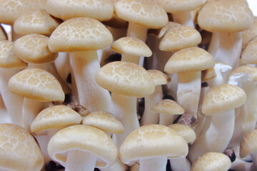 きのこ狩りの収穫！椎茸の森で出会ったシメジ (Hypsizygus marmoreus)