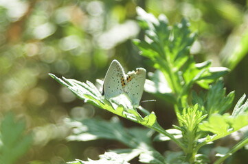 ツバメシジミ（Short-tailed Blue）の優雅な舞