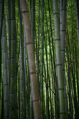 Fototapeta premium The view of Arashiyama Bamboo Forest aka Arashiyaman Bamboo Grove in Kyoto, Japan. One of Japan's most famous tourist attraction. Bamboo landscape. Travel and nature concept.