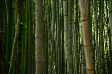 Obraz premium The view of Arashiyama Bamboo Forest aka Arashiyaman Bamboo Grove in Kyoto, Japan. One of Japan's most famous tourist attraction. Bamboo landscape. Travel and nature concept.