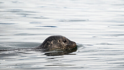 Obraz premium wild life inside the Vatnsnes Peninsula, Iceland