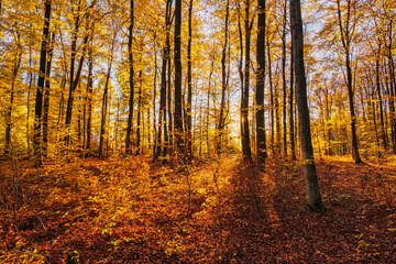 The autumnally colored forest in the Taunus on a sunny day