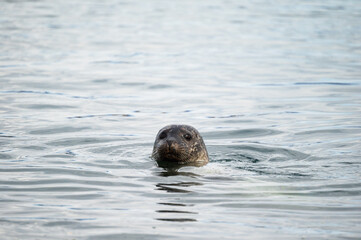 wild life inside the Vatnsnes Peninsula, Iceland