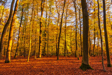 Obraz premium The autumnally colored forest in the Taunus on a sunny day