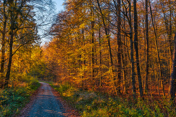 The autumnally colored forest in the Taunus on a sunny day