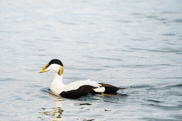 Fototapeta premium wild life inside the Vatnsnes Peninsula, Iceland