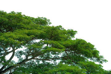 Isolated of big tree on white background.