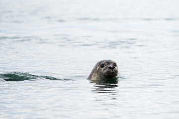 Obraz premium wild life inside the Vatnsnes Peninsula, Iceland