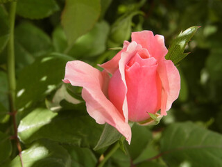Rosa